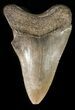 Serrated, Fossil Megalodon Tooth - Georgia #47811-2